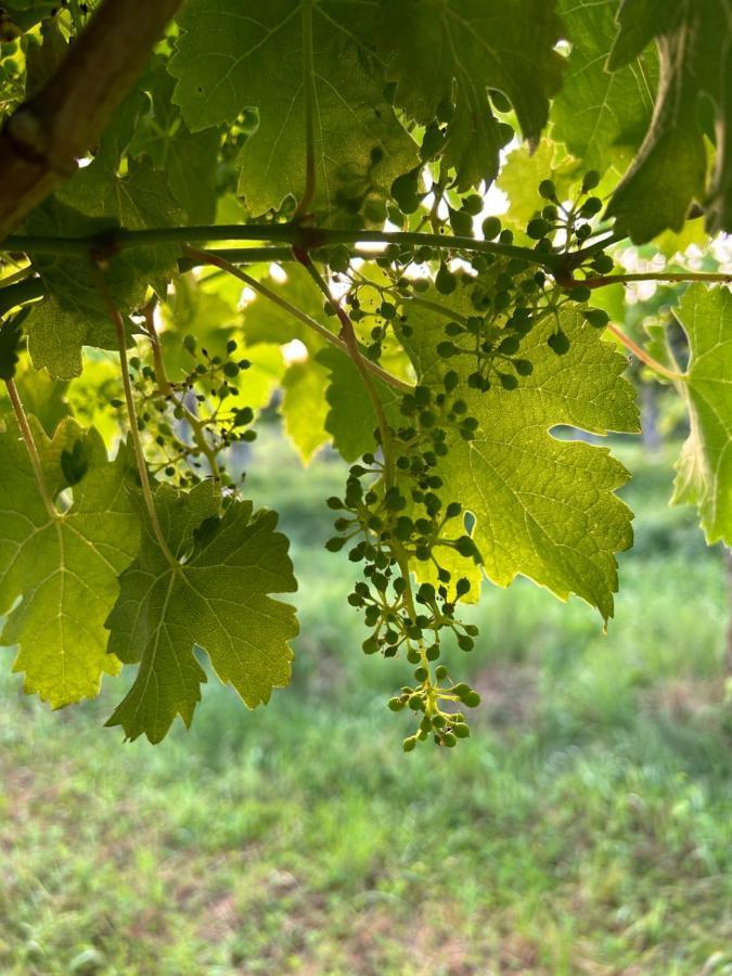 Cruna Di Subida Wine Country House コルモンス エクステリア 写真